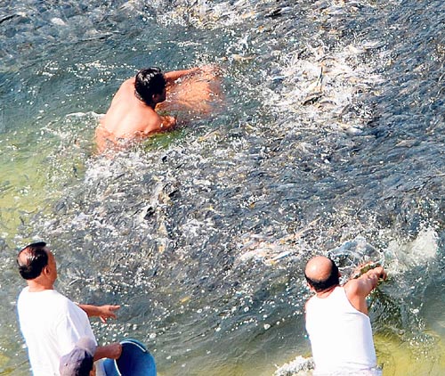 <p>México. Lugareños del puerto de Acapulco aprovechan el fenómeno inusitado del arribo de miles de peces a las playas de este lugar turístico del pacífico mexicano.</p>