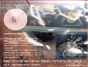 <b>Amblyomma cajennense</b><br>Importante vector<br>Debido a su relación con los seres humanos y distintas especies de animales domésticos, es posiblemente la especie con mayor importancia médica y veterinaria. Se ha reportado como vecto