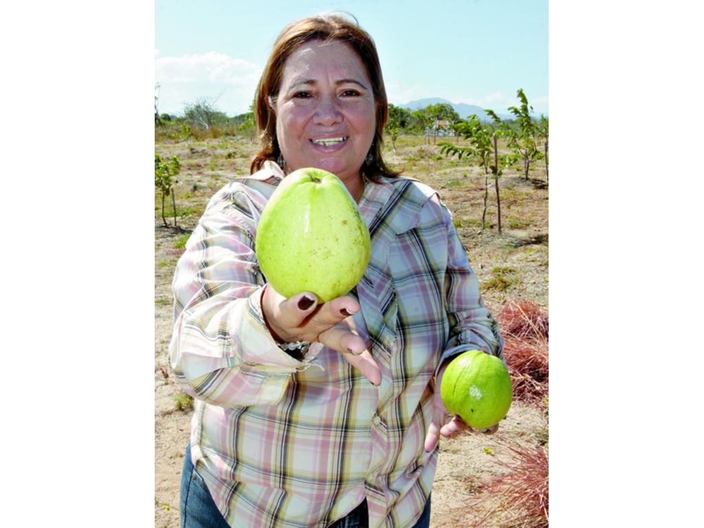 Este es el tamaño en el que las guayabas deben ser embolsadas para protegerlas de insectos como la mosca que ataca las frutas y les causa daños. Las damas son las que más se dedican a hacer la labor.(Doralis Montenegro)