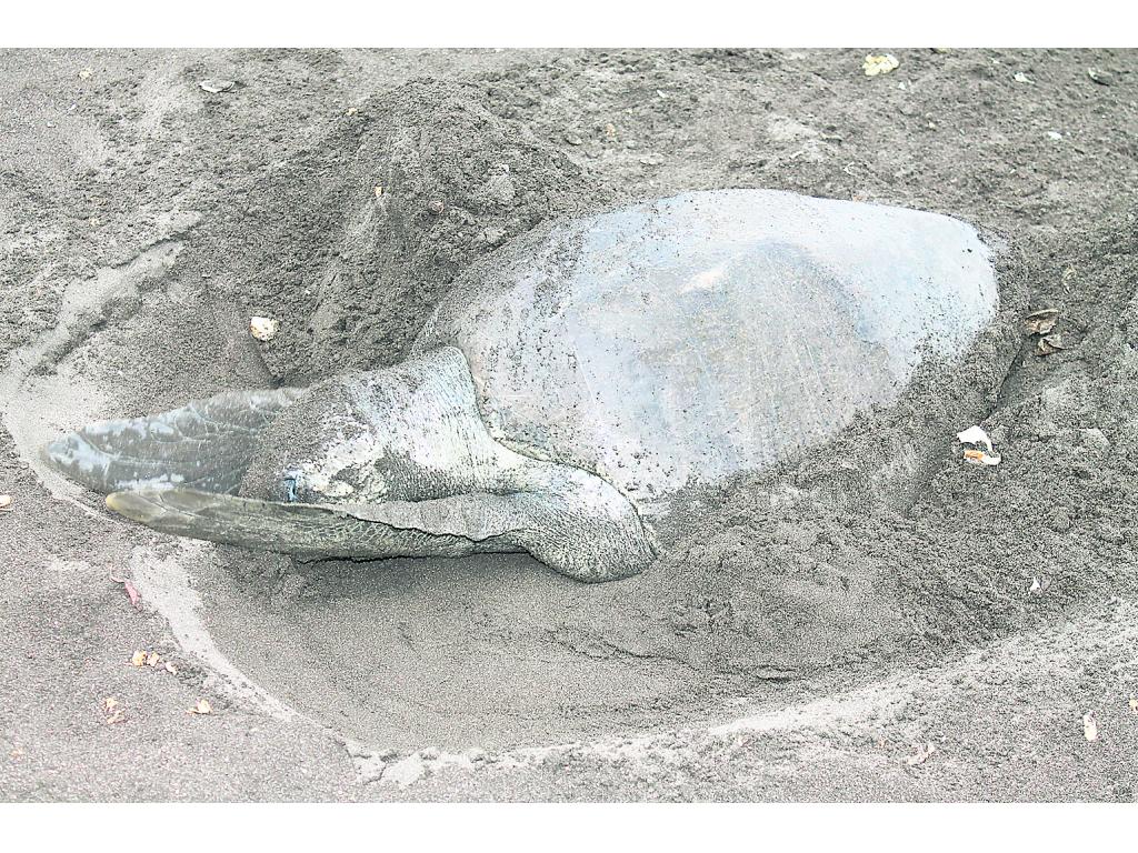 Arribada. Miles de tortugas ponen sus huevos.()