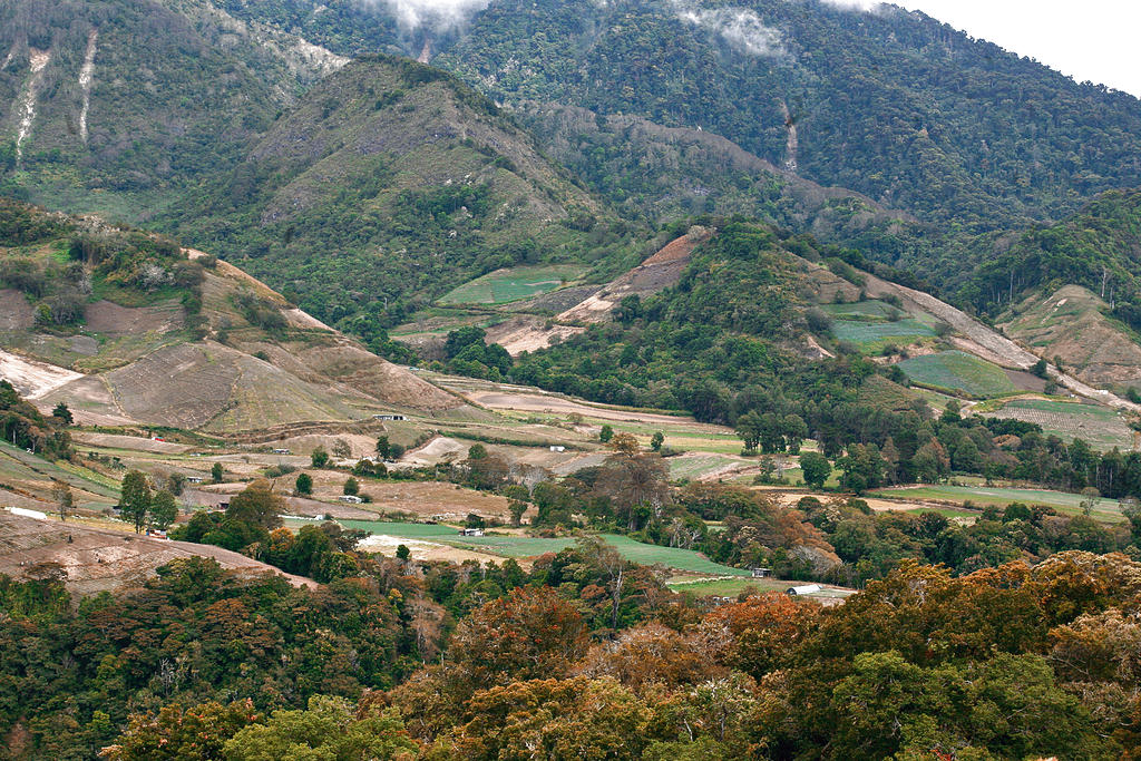 Cultivos.Las legumbres del país son de Cerro Punta.(ARCHIVO)