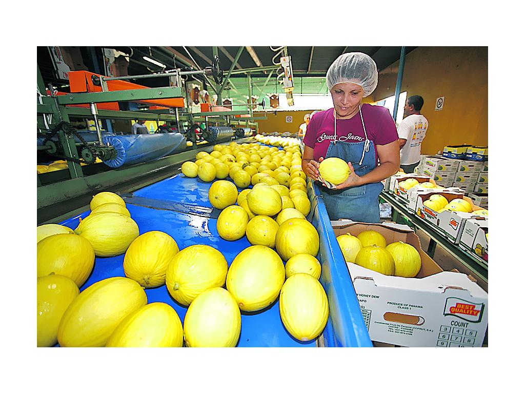 Actividad. Uno de los productos de exportación.(ARCHIVO)