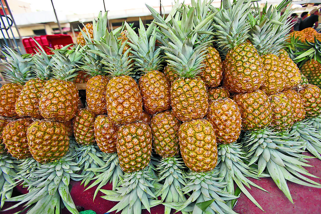 Producto. La piña es una de las frutas que se están exportando hacia Chile, país con el que Panamá tiene un TLC desde el año 2008.(Archivo.)