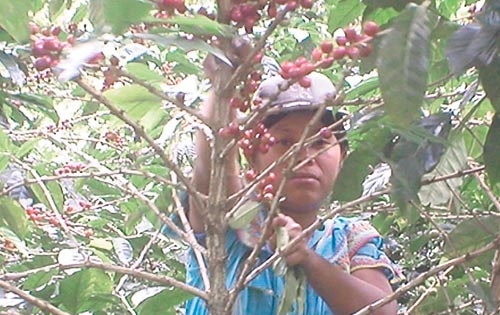 <p>Subsistencia. Trabajan en las fincas cafetaleras.</p>