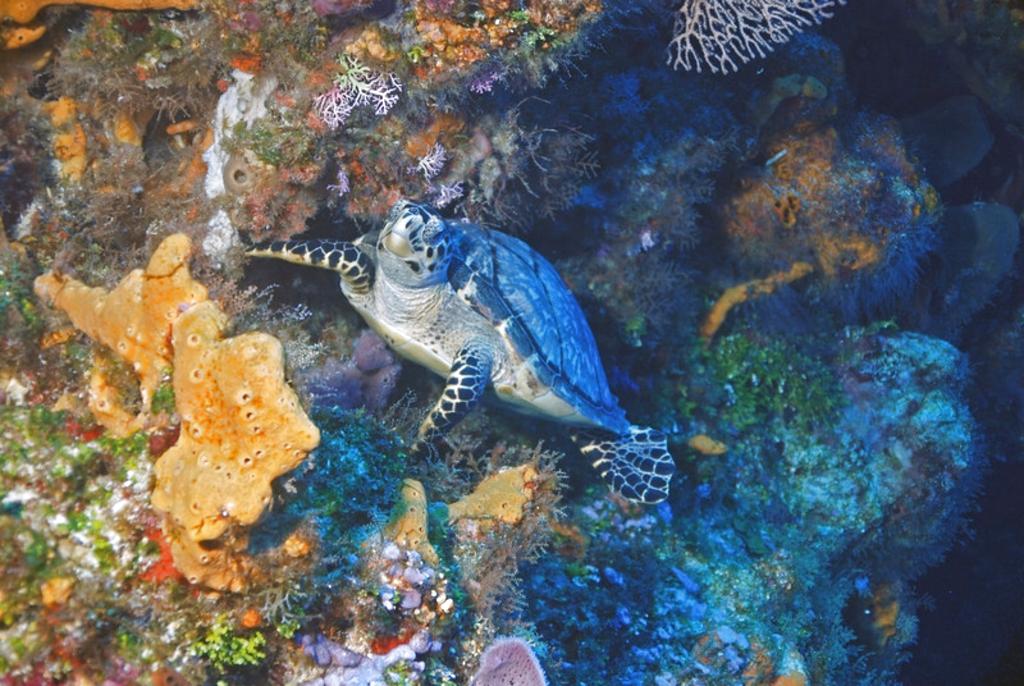 La tortuga carey (Eretmochelys imbricata) habita en aguas tropicales de varios océanos, y alcanza casi un metro de longitud y más de 50 kilos de peso. Foto/Archivo<br>