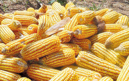 <p>Variedad. Producción de maíz amarillo.</p>