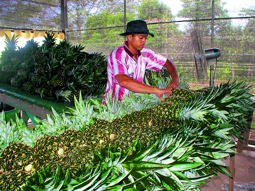 Negocio. La agroexportación en Panamá.(ARCHIVO)