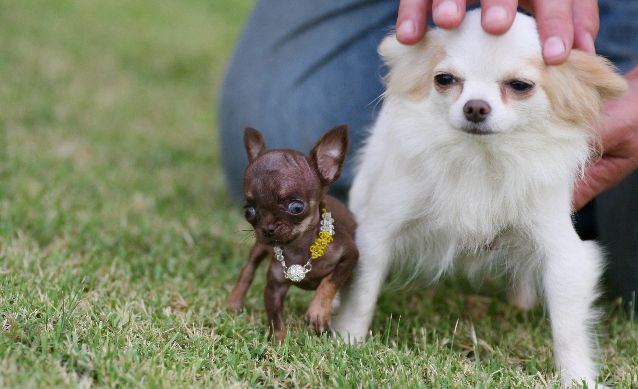 Chihuahua. Foto/EFE