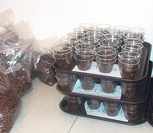 <p>Problema. La caída del precio del café ha obligado a muchos productores a abandonar la actividad.</p>