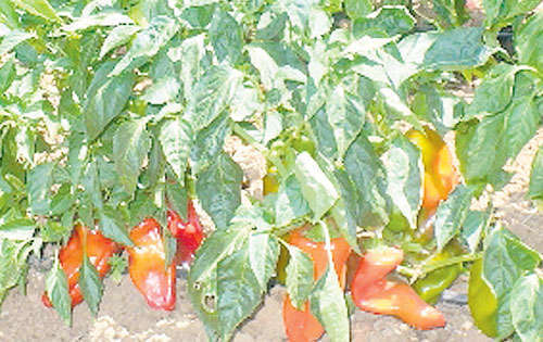 <p>Cosecha de ají.</p>