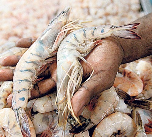 <p>Producción. Los frutos de mar tienen buena aceptación.</p>