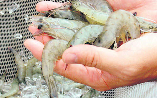 <p></p><p></p><p>Camarón. El sector asegura no ser competitivo.</p>