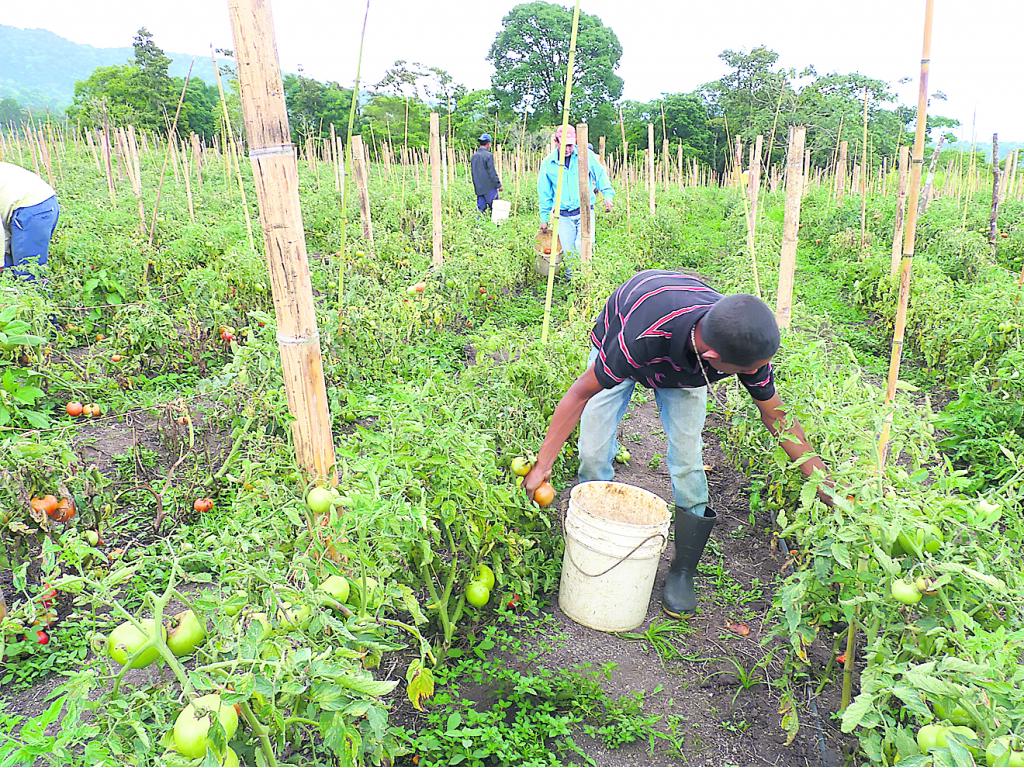 Negocio. Cosecha de tomate, rubro muy productivo.()