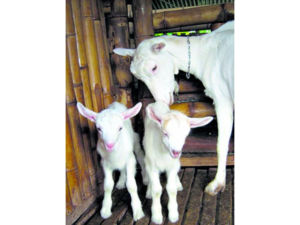 Se trabaja en el mejoramiento genético de los animales.(Cortesía.)