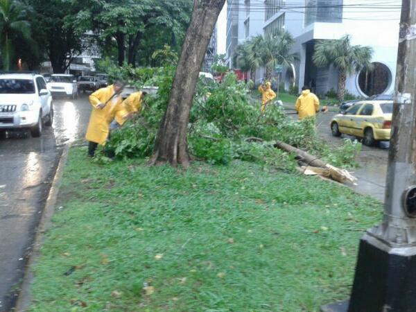 Continúan trabajando para retirra los árboles. Foto/Cortesía. <br>