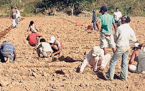 <p>Dificultad. Dejan las escuelas para trabajar.</p>