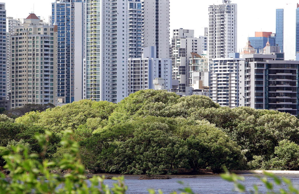 ONGs respaldaron decisión de la Corte Suprema Justicia (CSJ) de restablecer la protección del Humedal Bahía de Panamá. Foto/Archivo<br>