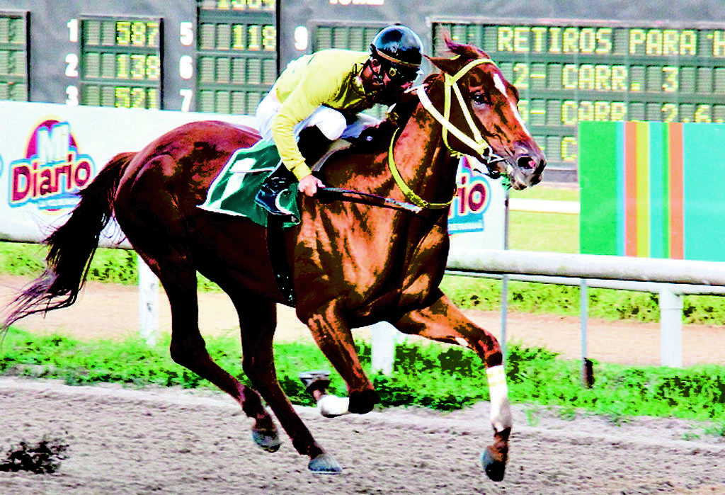 Favorita. Dickis Angel correrá en Dama del Caribe.(Cortesía HPR)