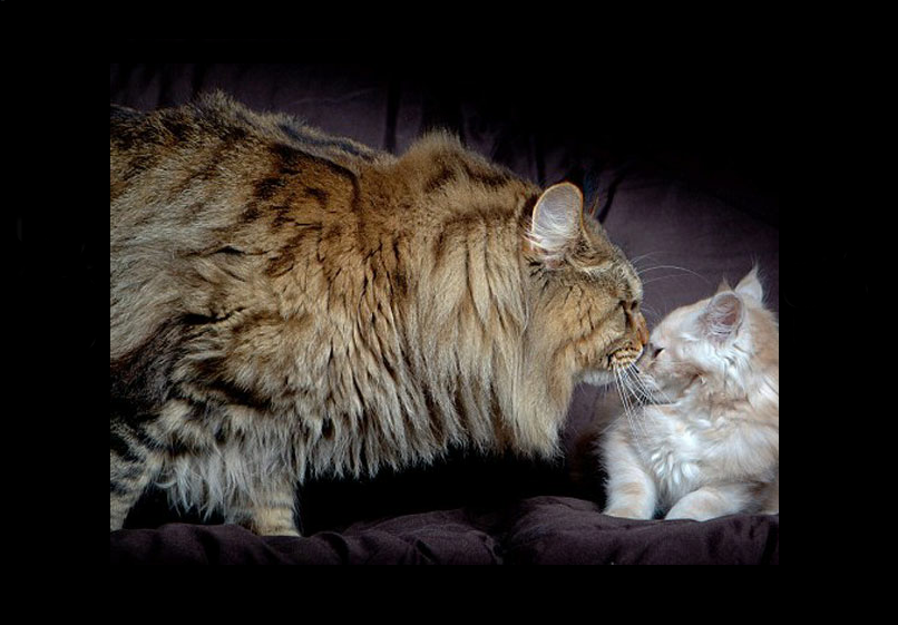 A comparación de otros felinos. Foto Web<br>
