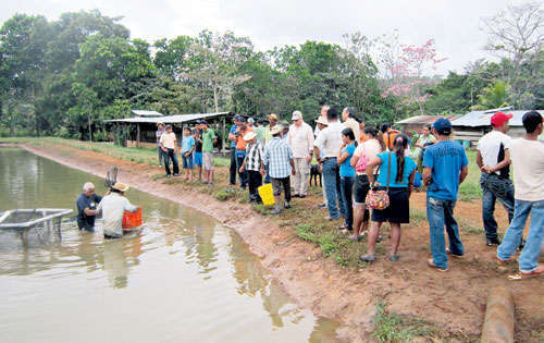 <p>La acuicultura rural se ha realizado en provincias como: Veraguas, Herrera, Los Santos, Coclé, Chiriquí, solo por mencionar algunas. Se está ampliando la producción de tilapias, porque se ve el interés de los productores de incursionar en el área.</p