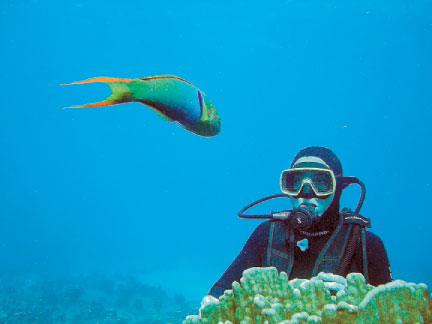 Snorkeling. Variedad de peces en Robinson Crusoe.