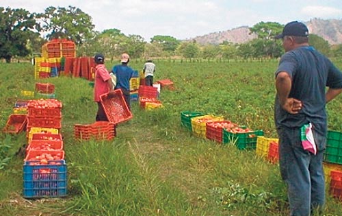 <p>Productores. Piden que se realice una investigación. </p>