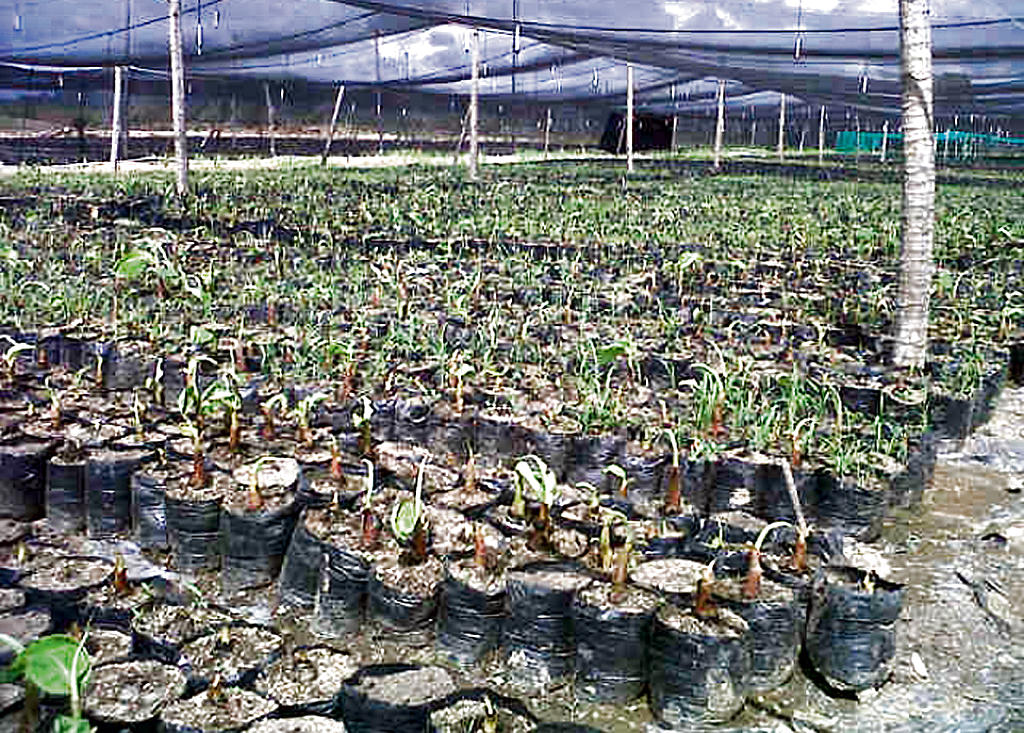 Sustitución. Ahora se cultivan otros productos.(JOSÉ VÁSQUEZ)