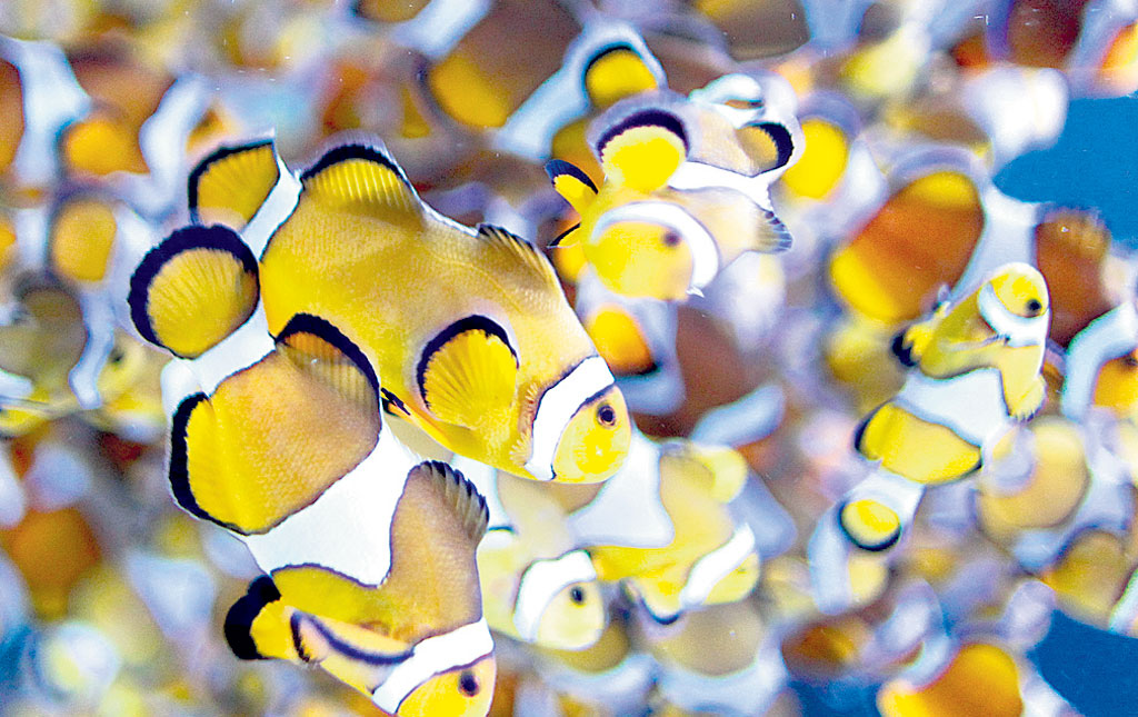 <p>Desarrollo de especies. La genética es trascendental.</p>