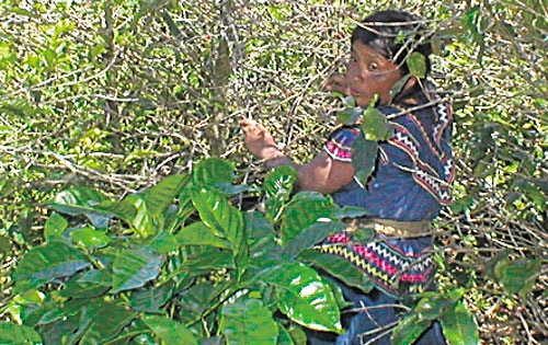 <p>Beneficios. Unas 50 familias participarán en el proyecto. </p>