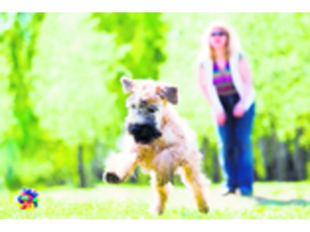 Gracias a Dog Fitness, podrás mantener a tu perro en forma. Además, esta app desarrollada por los profesionales de Affinity te permite personalizar el programa de ejercicio teniendo en cuenta la raza, la edad, la condición física y el estado de salud de t