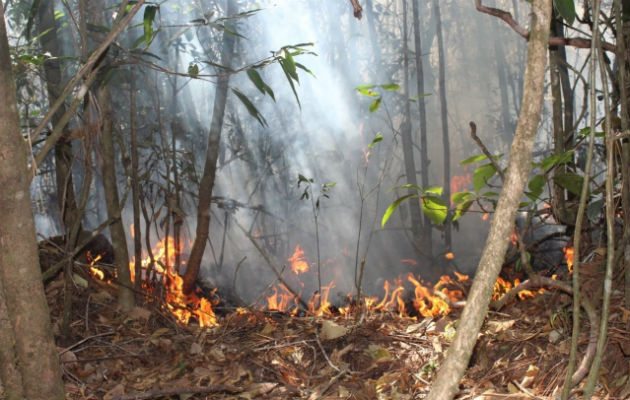 Cincuenta hectáreas de plantaciones de pino en La Yeguada arrasadas por fuego