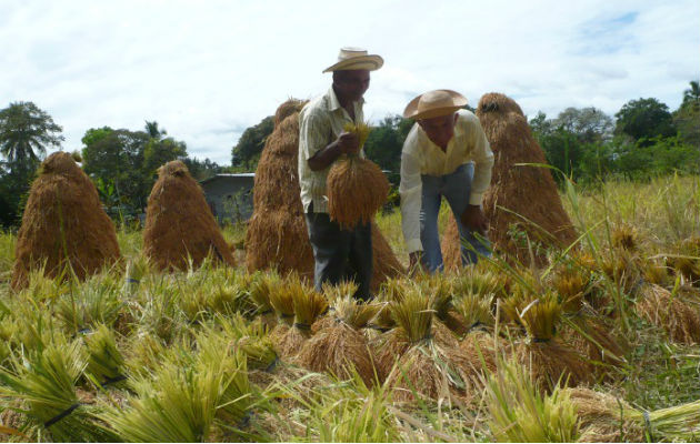 Productores aseguran que en este momento no es necesario importar  arroz. Archivo