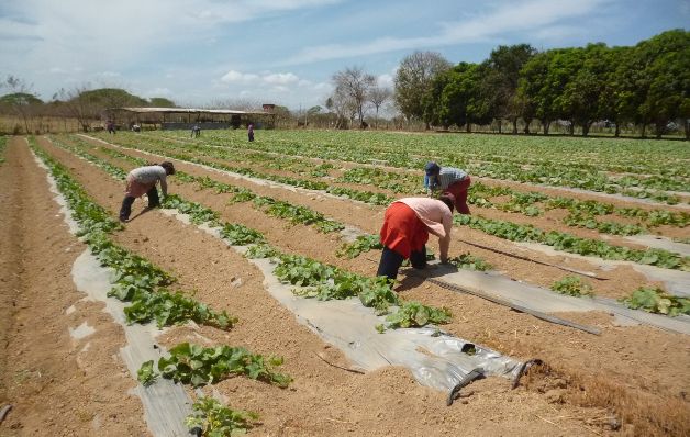 Laurentino Cortizo dijo que se va a garantizar la seguridad alimentaria. Foto/Archivo