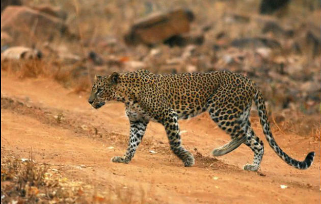 El personal de la escuela Vibgyor International en Bangalore, India, se llevó un susto cuando un leopardo atacó a las personas. EFE