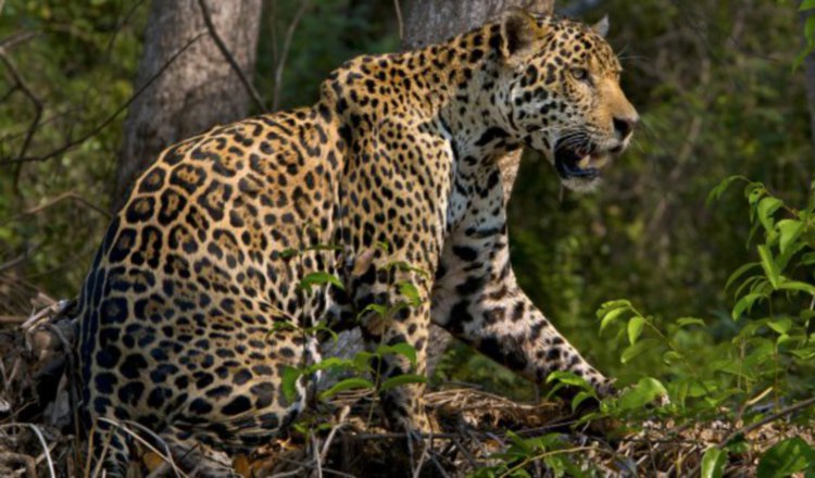 Investigan muerte de jaguar que se reproduce en redes sociales. Foto ilustrativa
