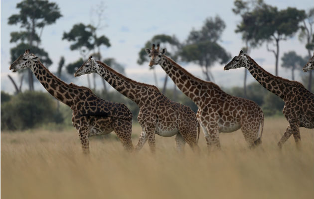 Desde 1985, las poblaciones de jirafas han caído 40 por ciento por toda África. Una reserva nacional en Kenia. Foto/ Goran Tomasevic/Reuters.