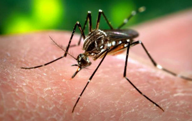 Unas 26,000 casas han sido analizadas por los casos del virus del Zika en la India. EFE