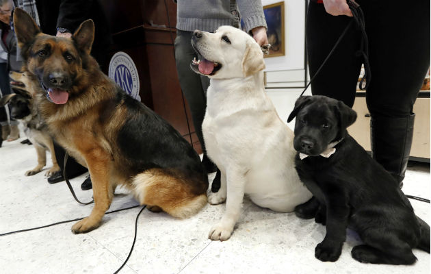 Un  Shepard Woolfie alemán (izq), un Labrador retrievers Lincoln (centro), y un Rummy posan en el Museo del Perro en New York. Foto: AP.