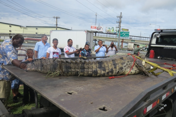 El año pasado, un enorme lagarto fue sacado de uno de los afluentes de desagüe pluvial, en el área de los Cuatro Altos.
