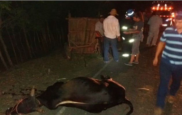 El accidente registrado con el animal en Los Santos. @tvntrafico