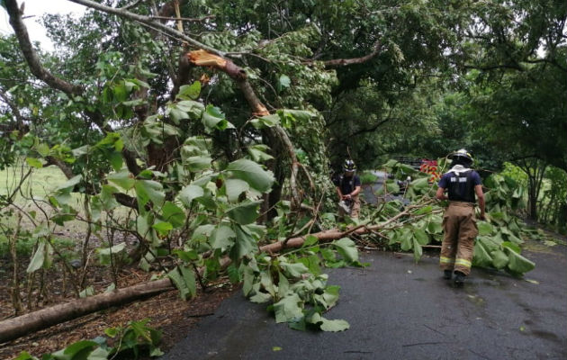 Árboles cayeron en las carreteras por los fuertes vientos. Foto: Diómedes Sánchez S.