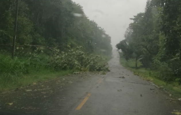 Árboles cayeron en las carreteras por los fuertes vientos. Foto: Diómedes Sánchez S.