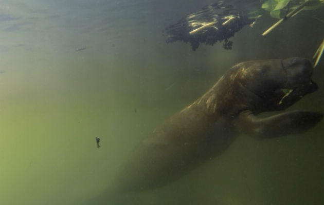 Un manatí se alimenta en el área protegida de San San-Pond Sak. Imagen: Cortesía Smithsonian