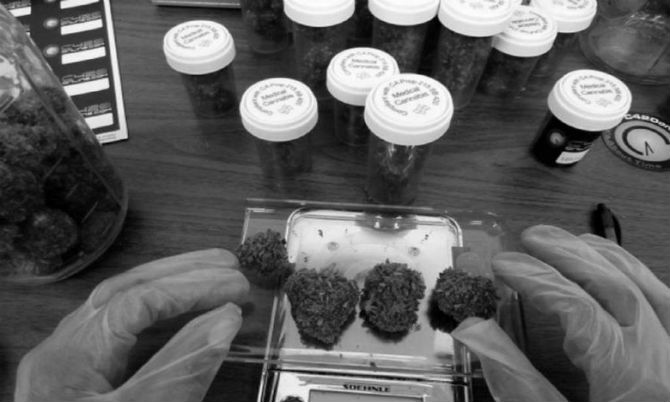 La legalización del uso de la marihuana en la medicina es un tema que en muchos países está en estudio. Foto EFE