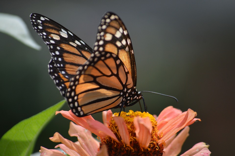 Mariposas.