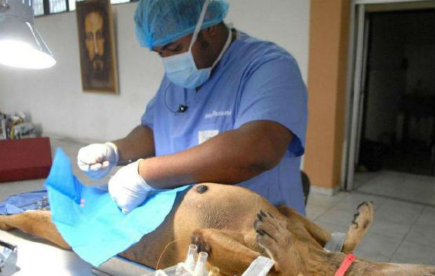 Hay 350 médicos veterinarios a servicio del Estado y se necesitan 1,200 en el país. /Foto: Archivo