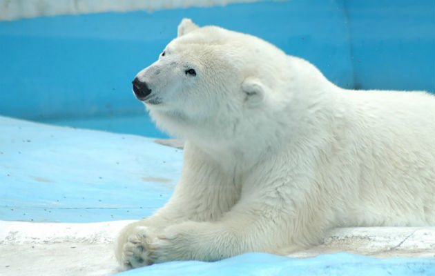 La osa polar Yupik sufría una cardiopatía dilatada. Foto: EFE.