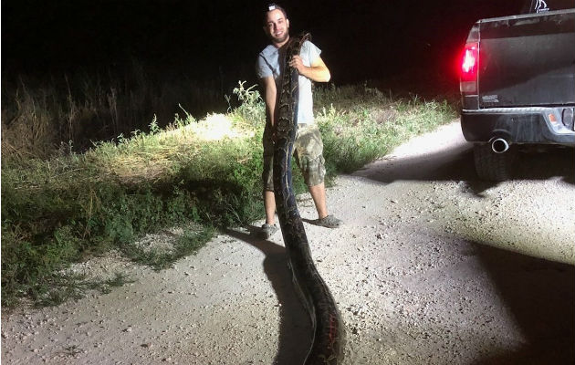 Kyle Penniston sostiene la serpiente pitón birmana en los Everglades en Miami, Florida. Foto: EFE.