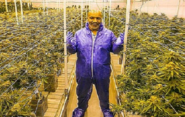 Mike Tyson tiene un rancho de cultivo de marihuana.