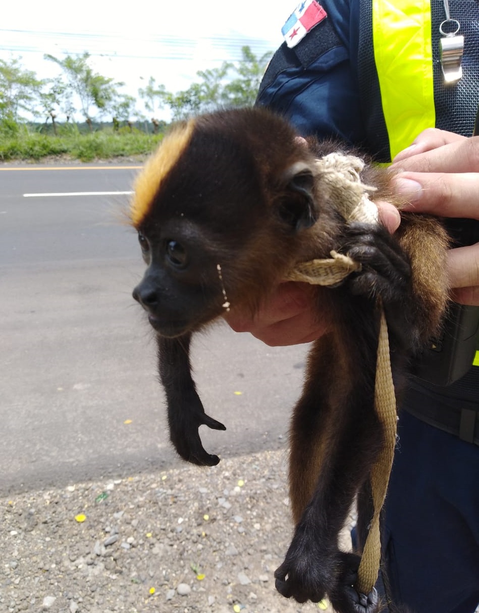 Las unidades policías lograron rescuperar el animal y enviarlo a la institución que se encarga de su protección, para que sea devuelto a su habitad. Foto/Mayra Madrid